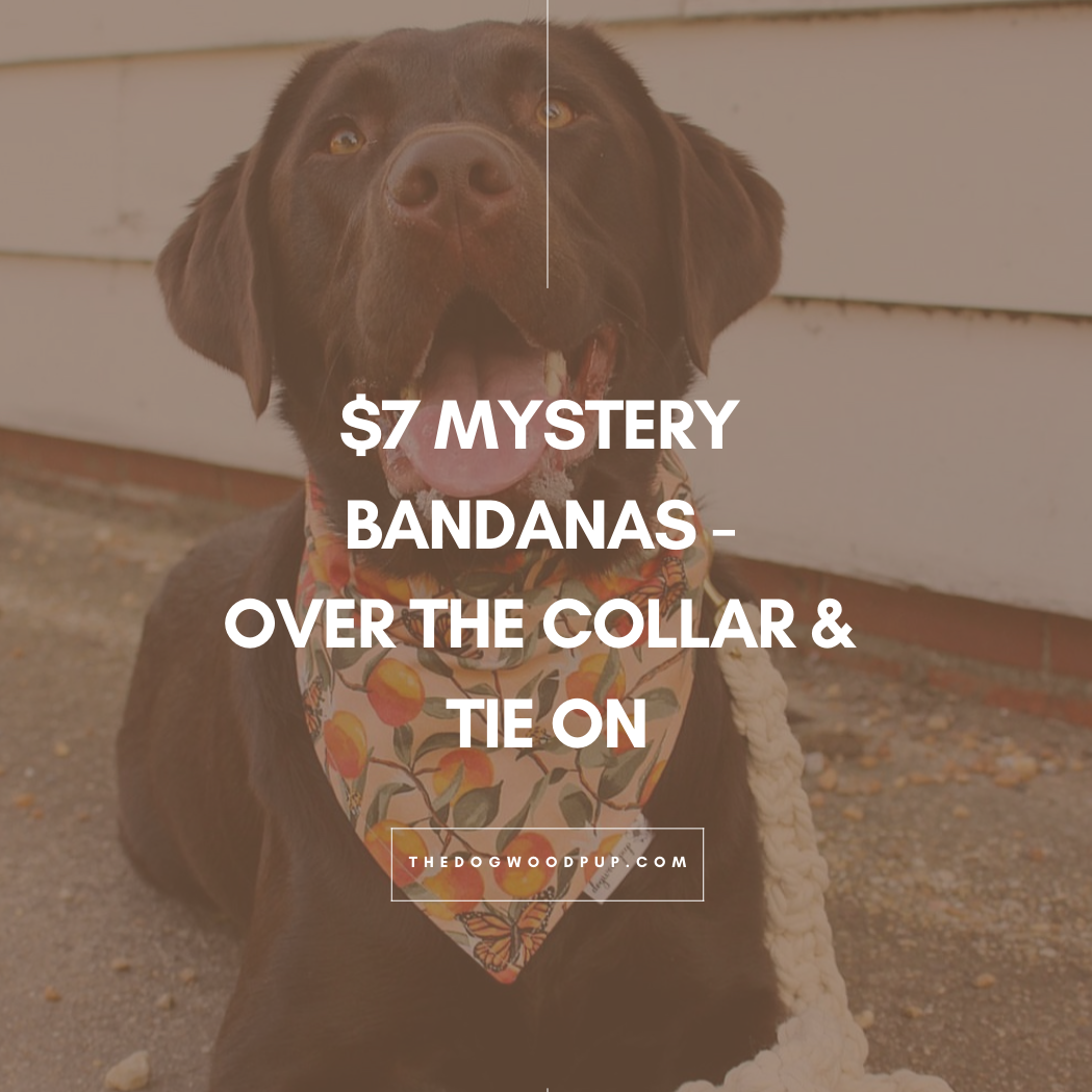 $7 MYSTERY Dog Bandana (Tie on & Over the Collar)