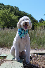 Load image into Gallery viewer, Dog Bandana: &quot;Mako&quot; (Tie on &amp; Over the Collar)
