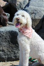 Load image into Gallery viewer, Dog Bandana: &quot;Shelly&quot;
